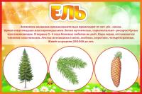Табличка Ель