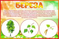Табличка Береза